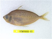 藏品(曳絲鰏)的圖片